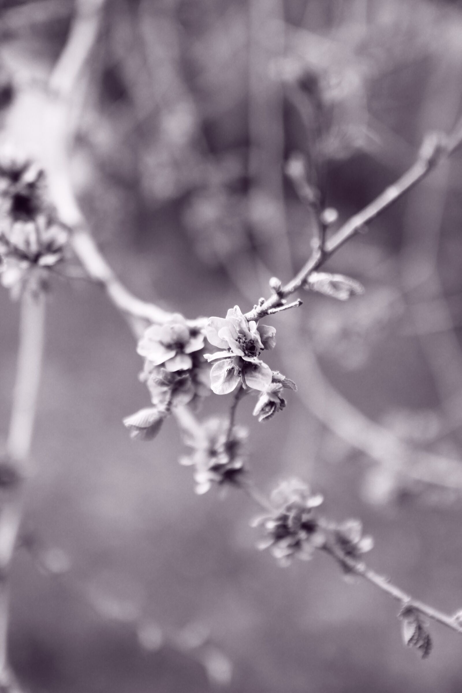 Canon EOS 550D (EOS Rebel T2i / EOS Kiss X4) sample photo. Spring, nature, flowers photography