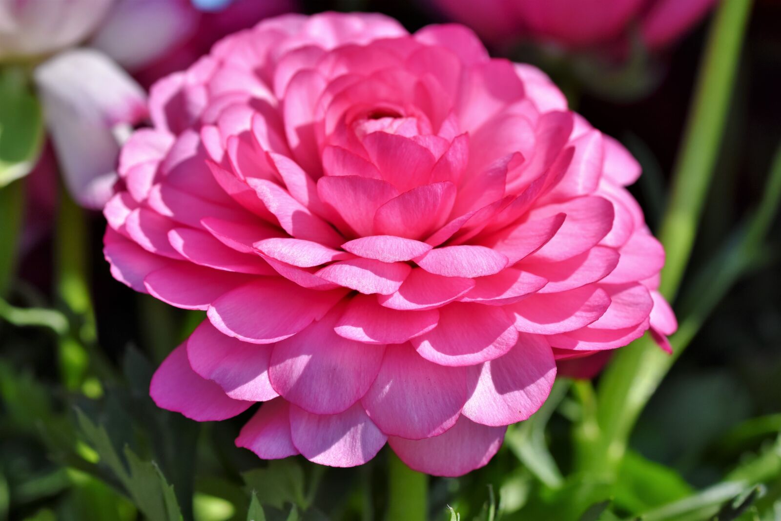Nikon D7200 sample photo. Ranunculus, flower, blossom photography
