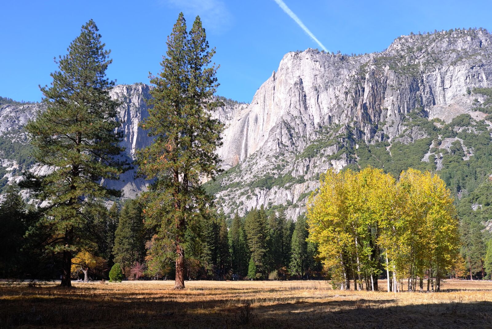 Leica X1 sample photo. Yosemite, national park, wood photography