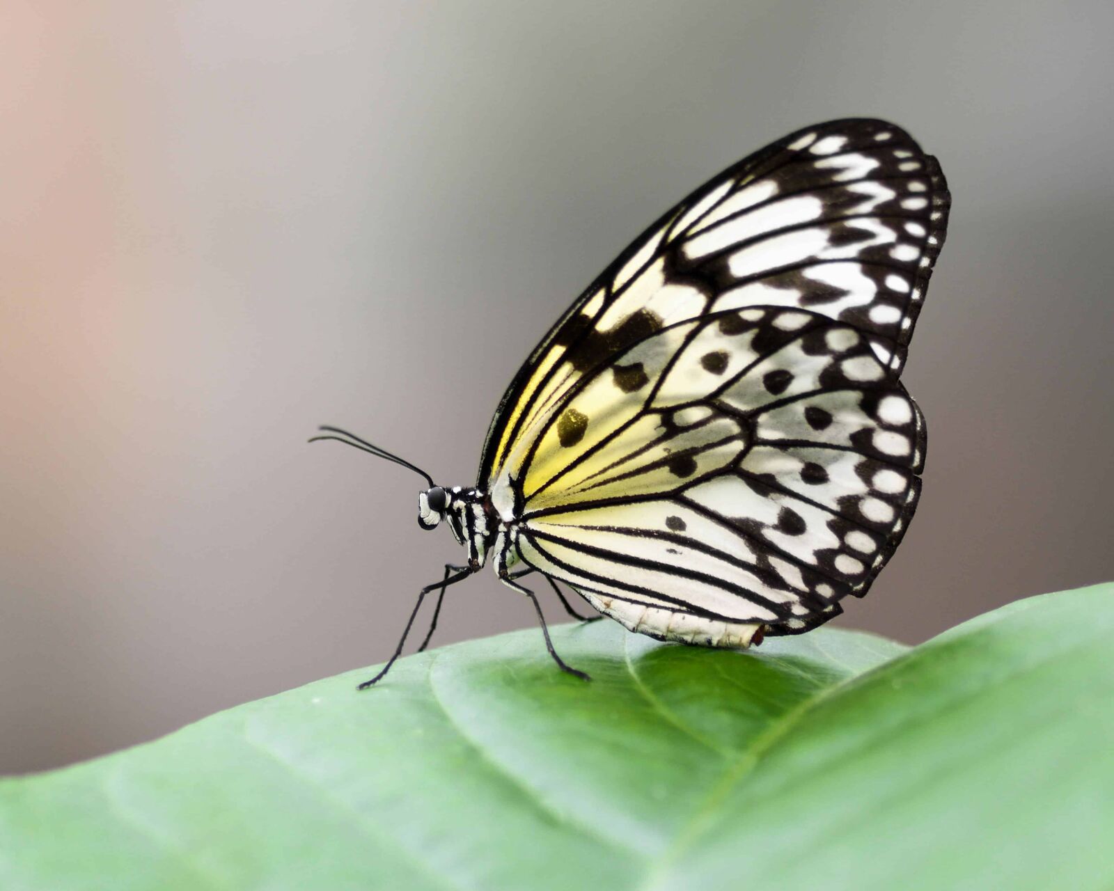 Nikon D500 sample photo. Wildlife, butterfly, wing, moth photography