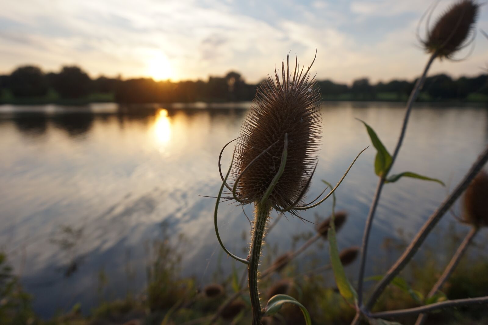 Sony Alpha a5000 (ILCE 5000) sample photo. Waters, nature, grass photography