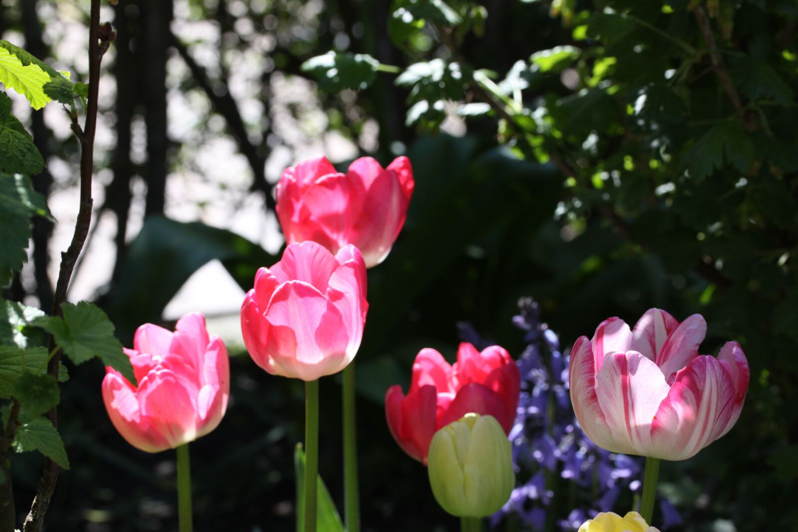 Canon EOS 50D sample photo. Tulips, sunlight, natural photography