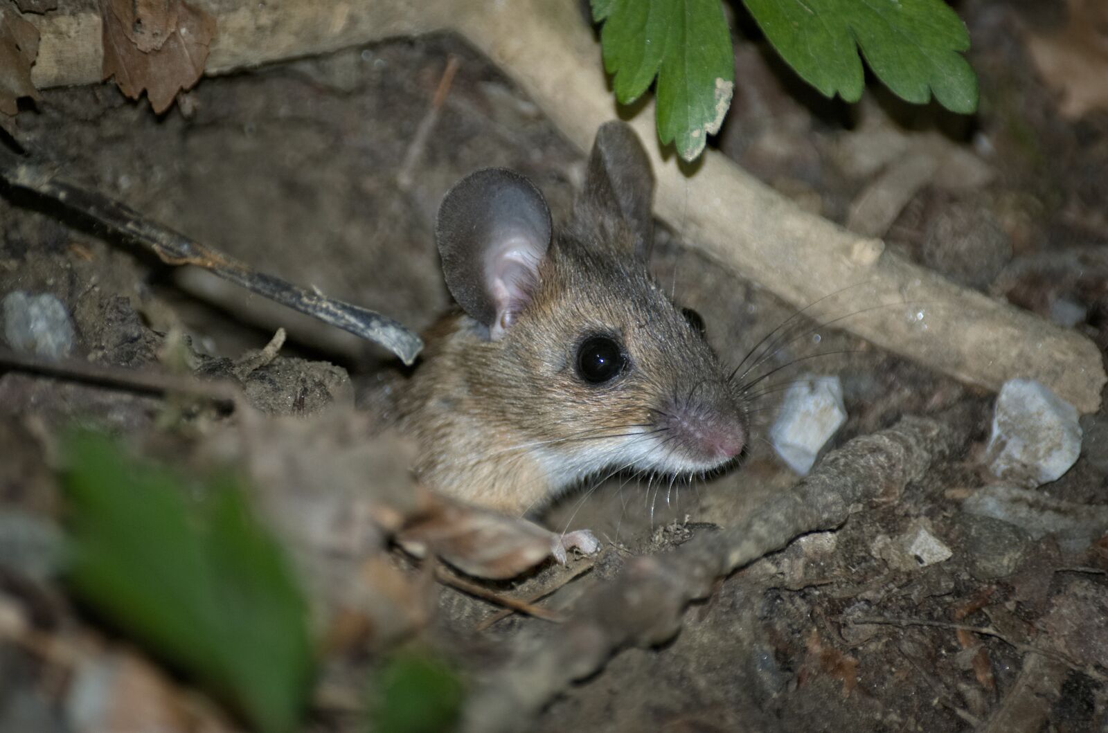 Nikon D70 sample photo. Mouse, wood mouse, nager photography