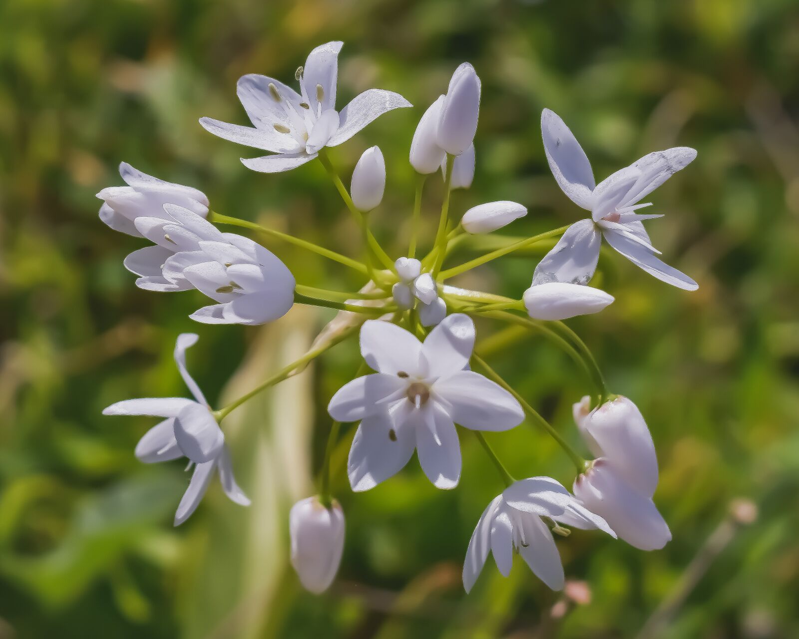 Nikon D3300 sample photo. Wildflowers, white, flower photography