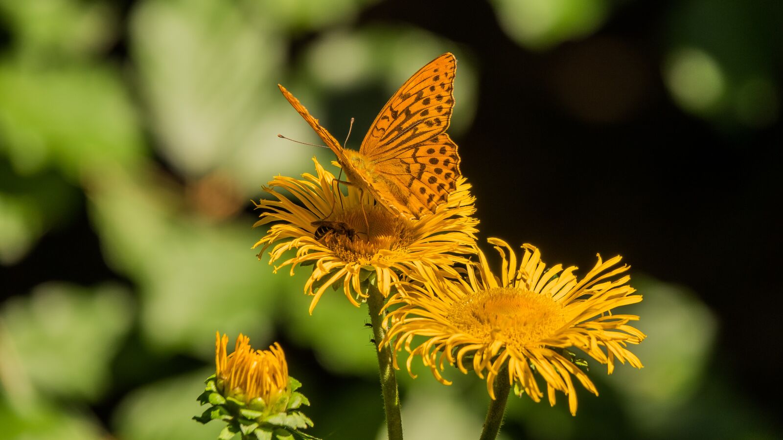 Sony Cyber-shot DSC-RX10 IV sample photo. Summer, butterfly, flower photography