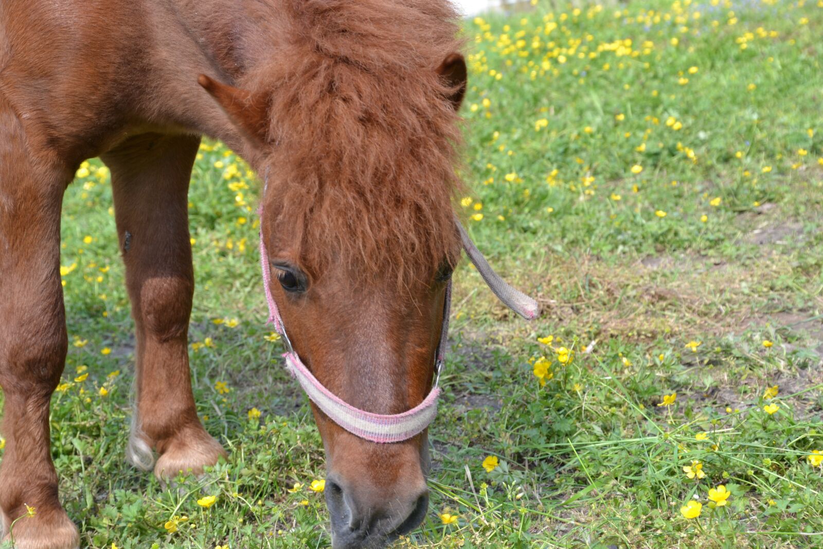 Nikon D3100 sample photo. Animal, horse, pony photography