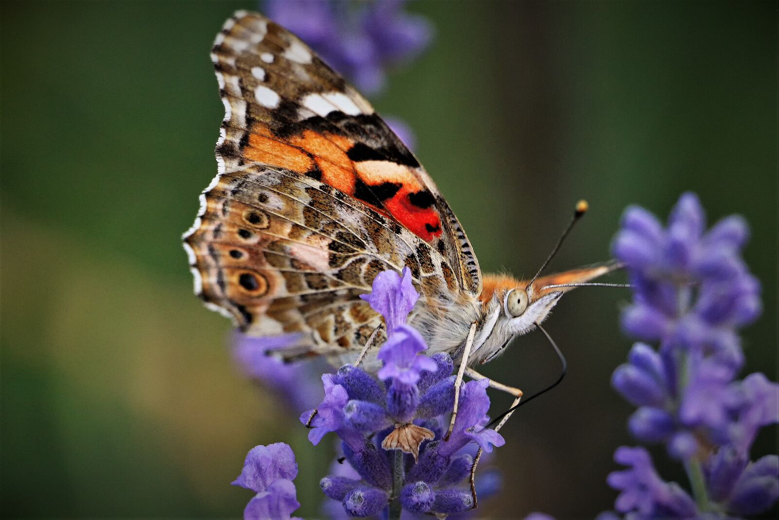 Canon EOS 700D (EOS Rebel T5i / EOS Kiss X7i) sample photo. Butterfly, summer, garden photography