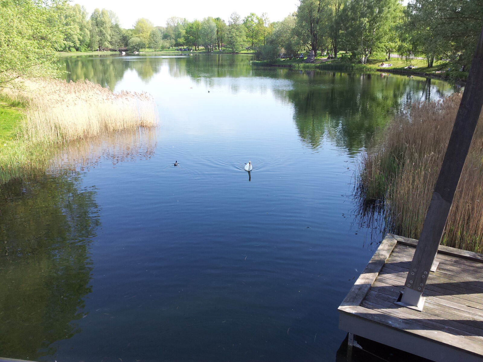 Samsung Galaxy S2 sample photo. Lake, swan, water photography
