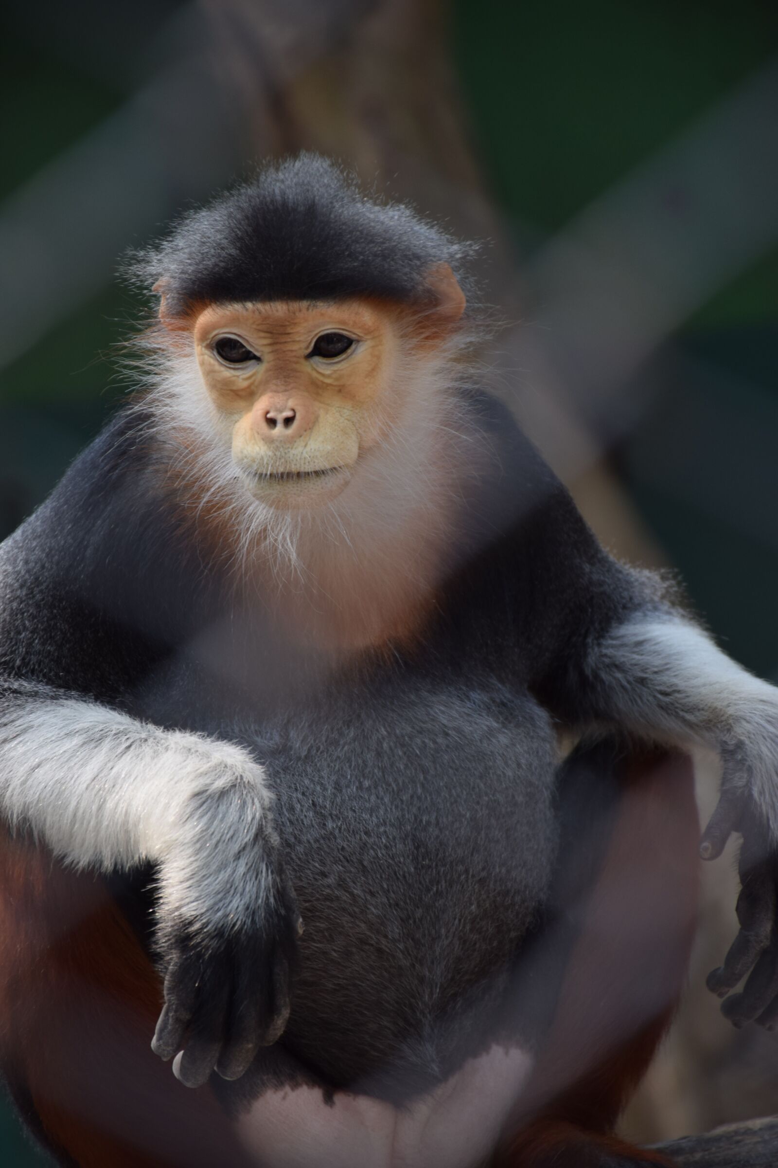 Nikon D5300 sample photo. Animal, monkey, nature photography
