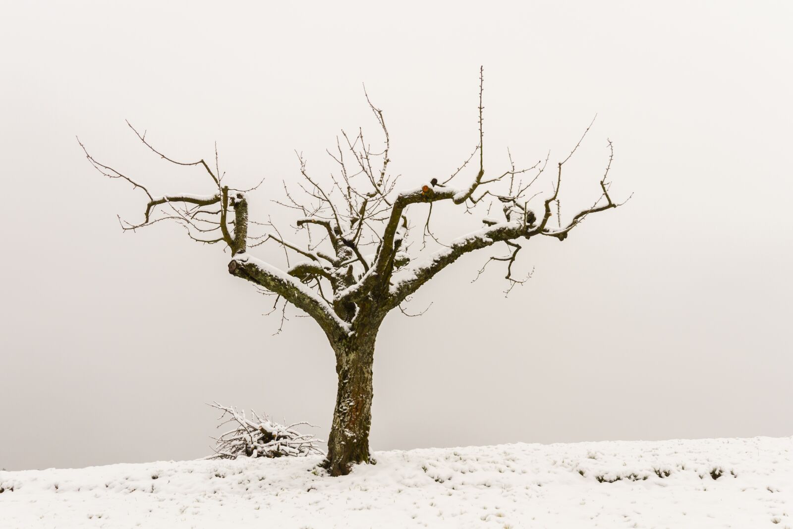 Canon EOS 7D sample photo. Tree, tree pruning, wood photography
