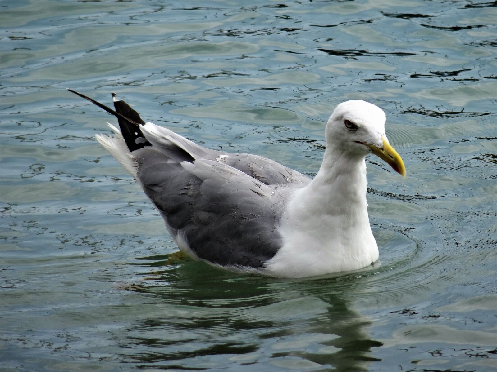 Sony Cyber-shot DSC-HX50V sample photo. Seagull, water, bird photography
