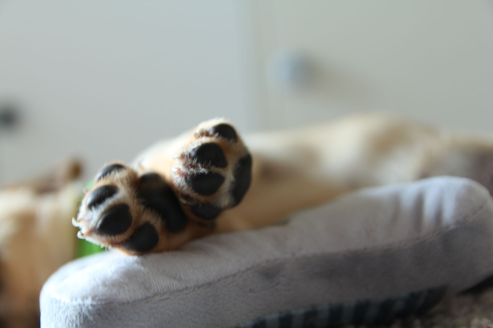 Canon EOS 550D (EOS Rebel T2i / EOS Kiss X4) sample photo. Dog, puppy, paws photography