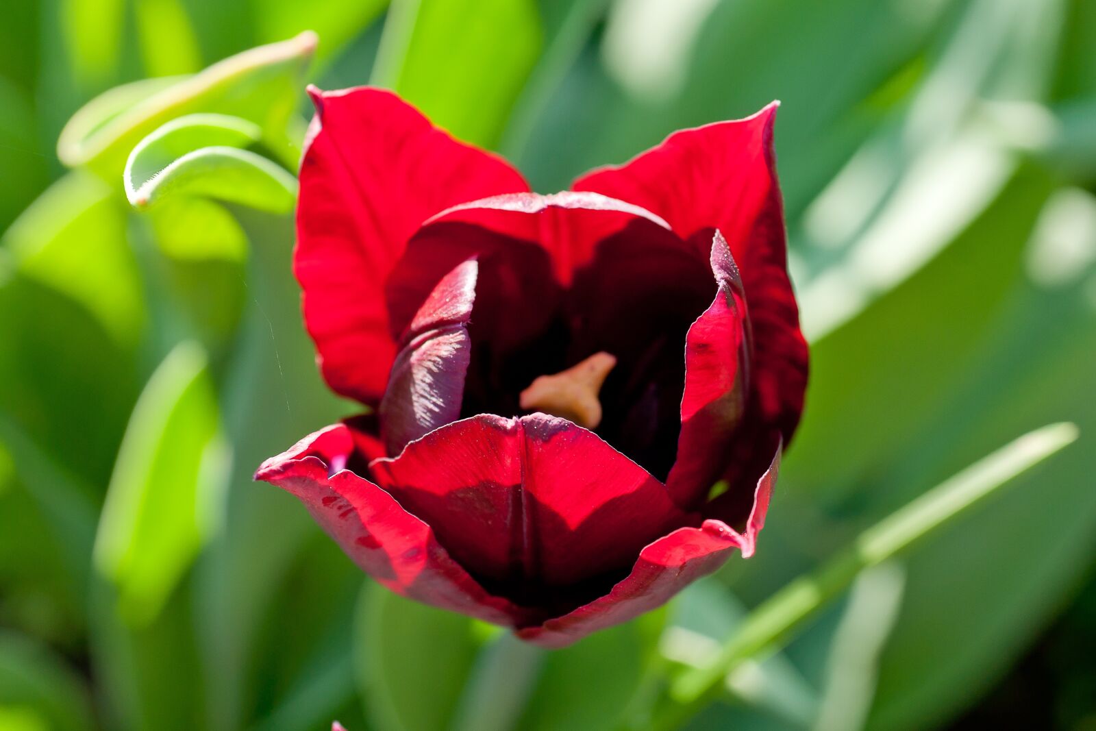 Minolta AF 50mm F3.5 Macro sample photo. Nature, flower, tulip photography
