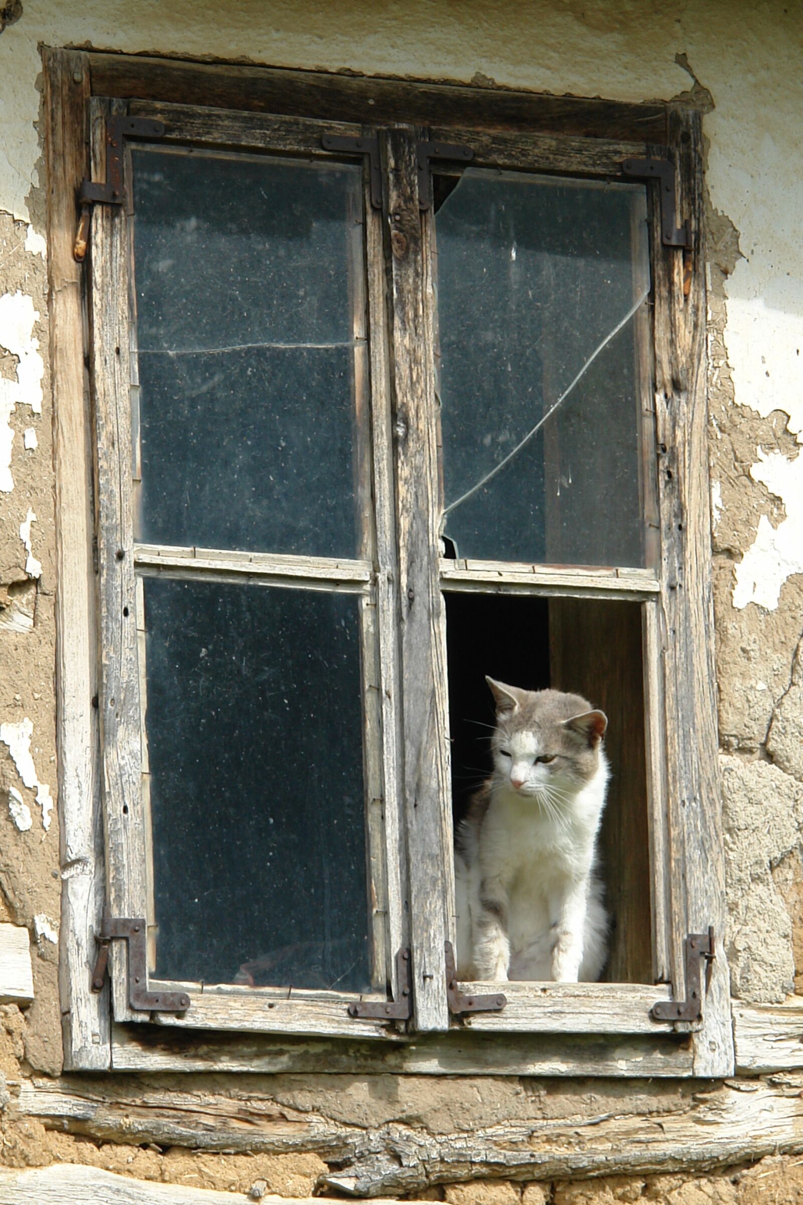 Sony DSC-R1 sample photo. Cat, window, animal photography