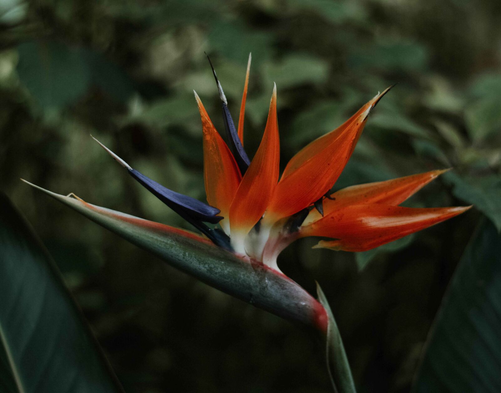Nikon D3200 sample photo. Nice, flowers, nature photography