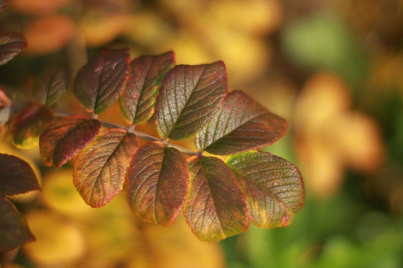 Canon EOS 1200D (EOS Rebel T5 / EOS Kiss X70 / EOS Hi) sample photo. Sheet, rose hip, rose photography