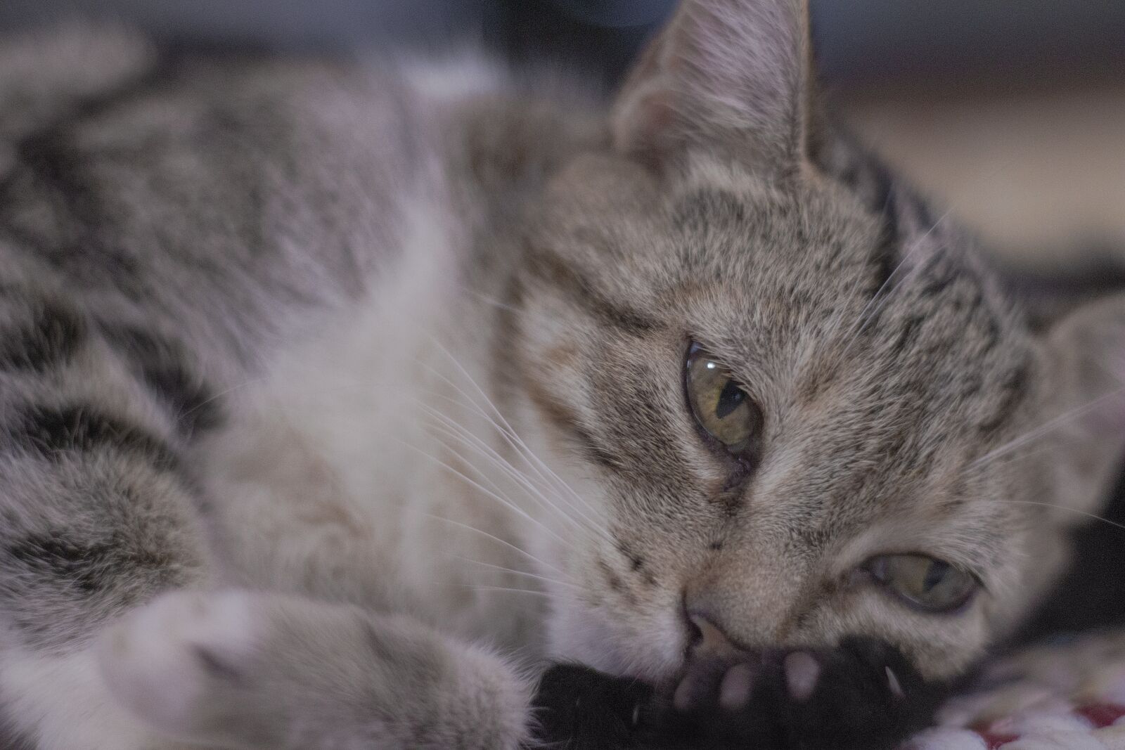 Canon EOS 650D (EOS Rebel T4i / EOS Kiss X6i) sample photo. Cat, domestic, pet photography