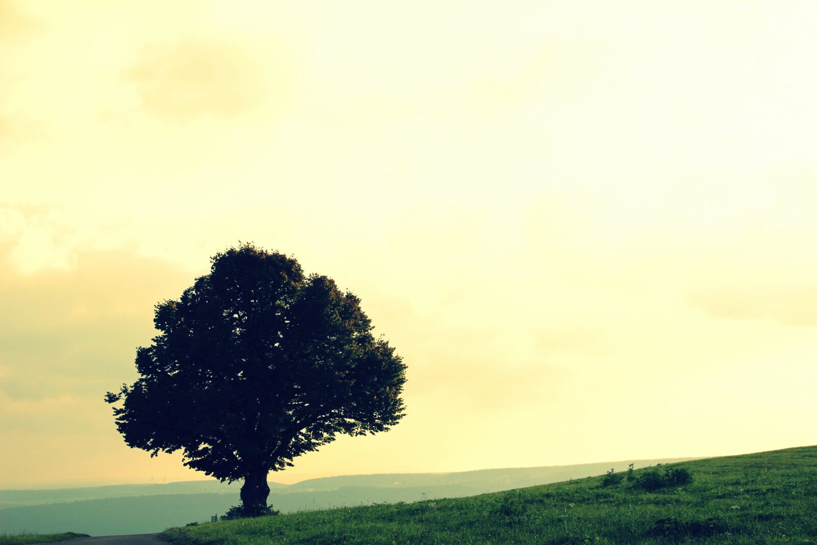 Canon EOS 100D (EOS Rebel SL1 / EOS Kiss X7) sample photo. Tree, nature, summer photography