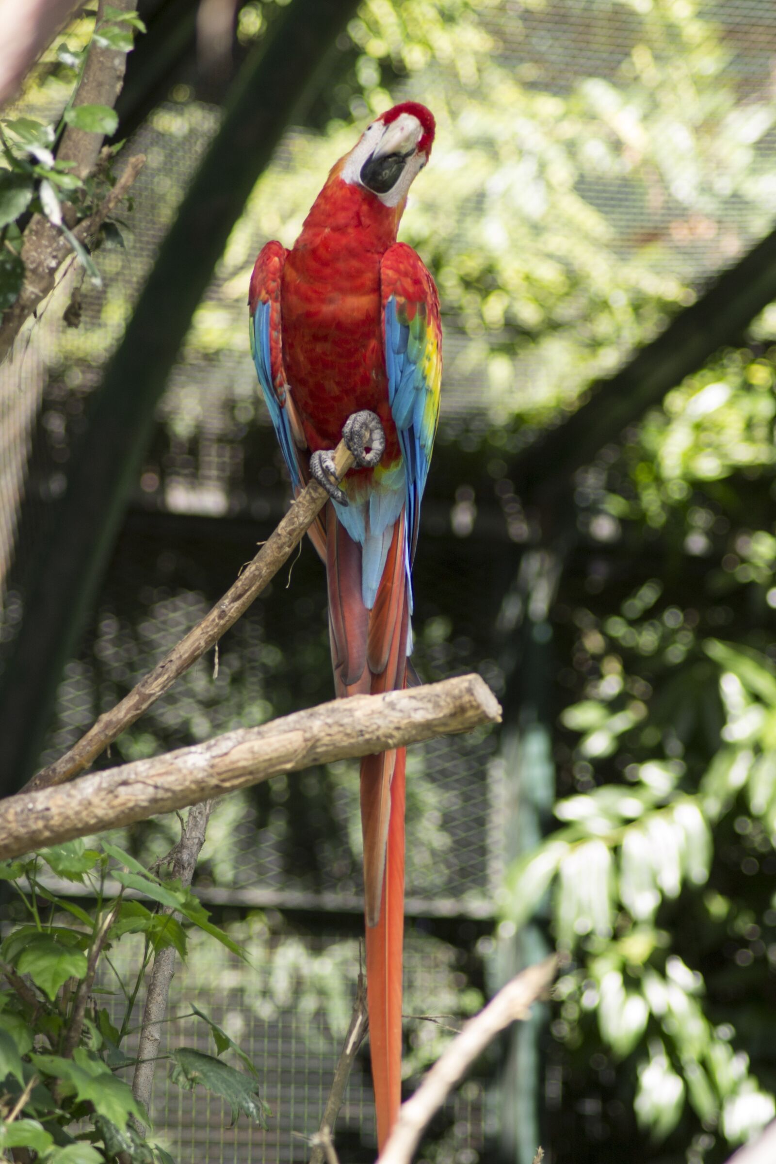 Nikon D3100 sample photo. Macaw, bird, tropical bird photography