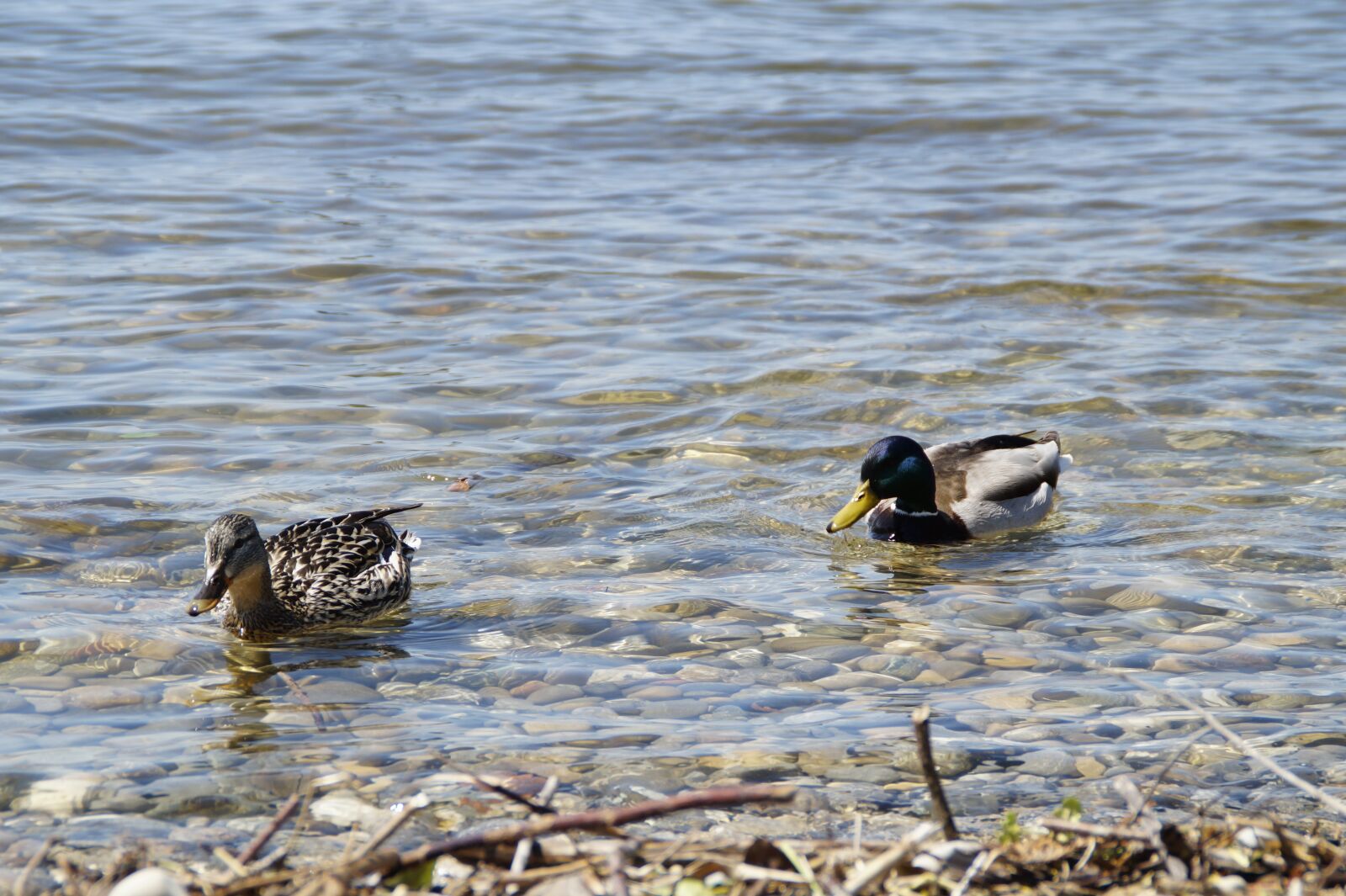Sony SLT-A58 sample photo. Ducks, mallards, birds photography
