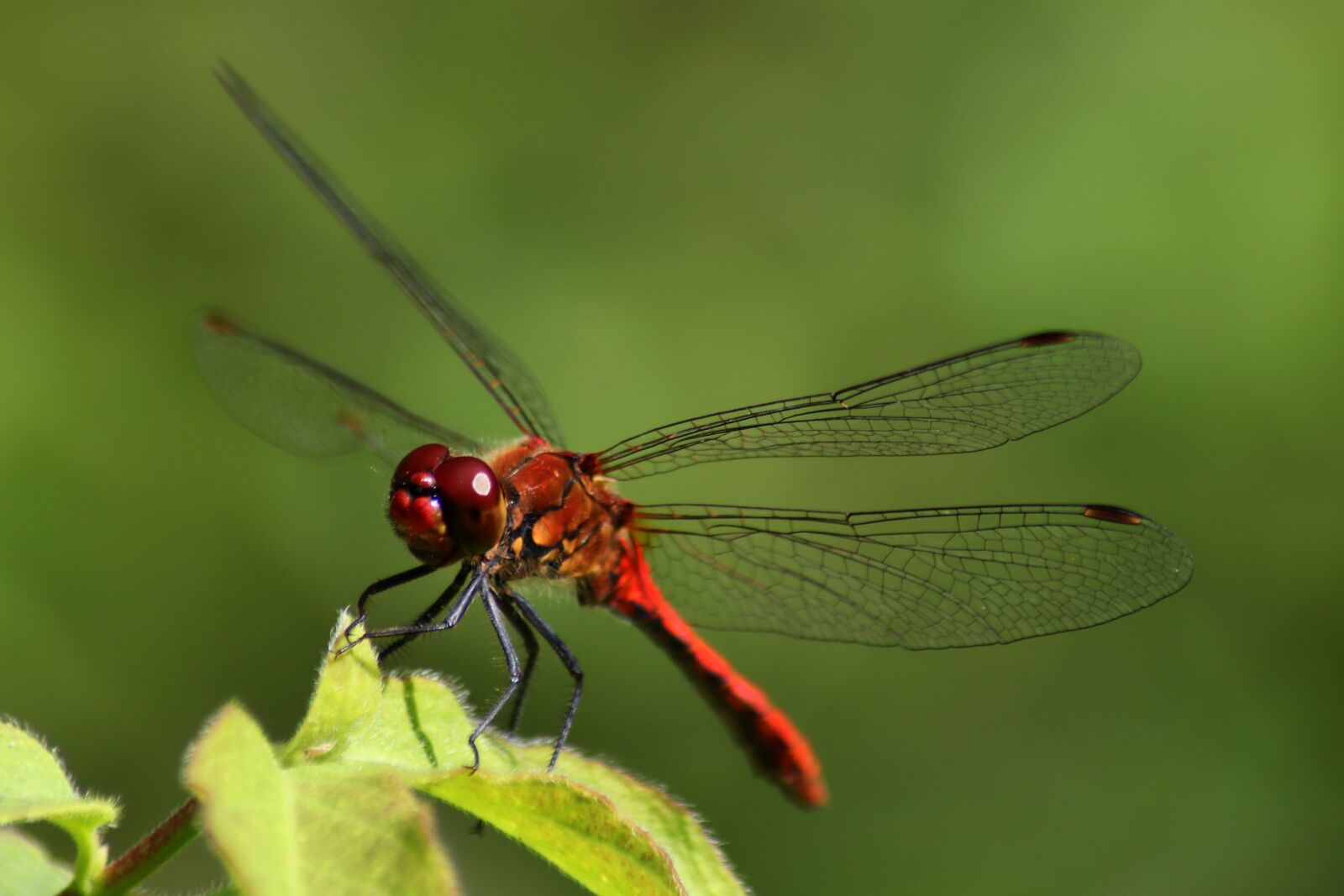 Canon EOS 77D (EOS 9000D / EOS 770D) sample photo. Dragonfly, crimson heidelibelle, insect photography