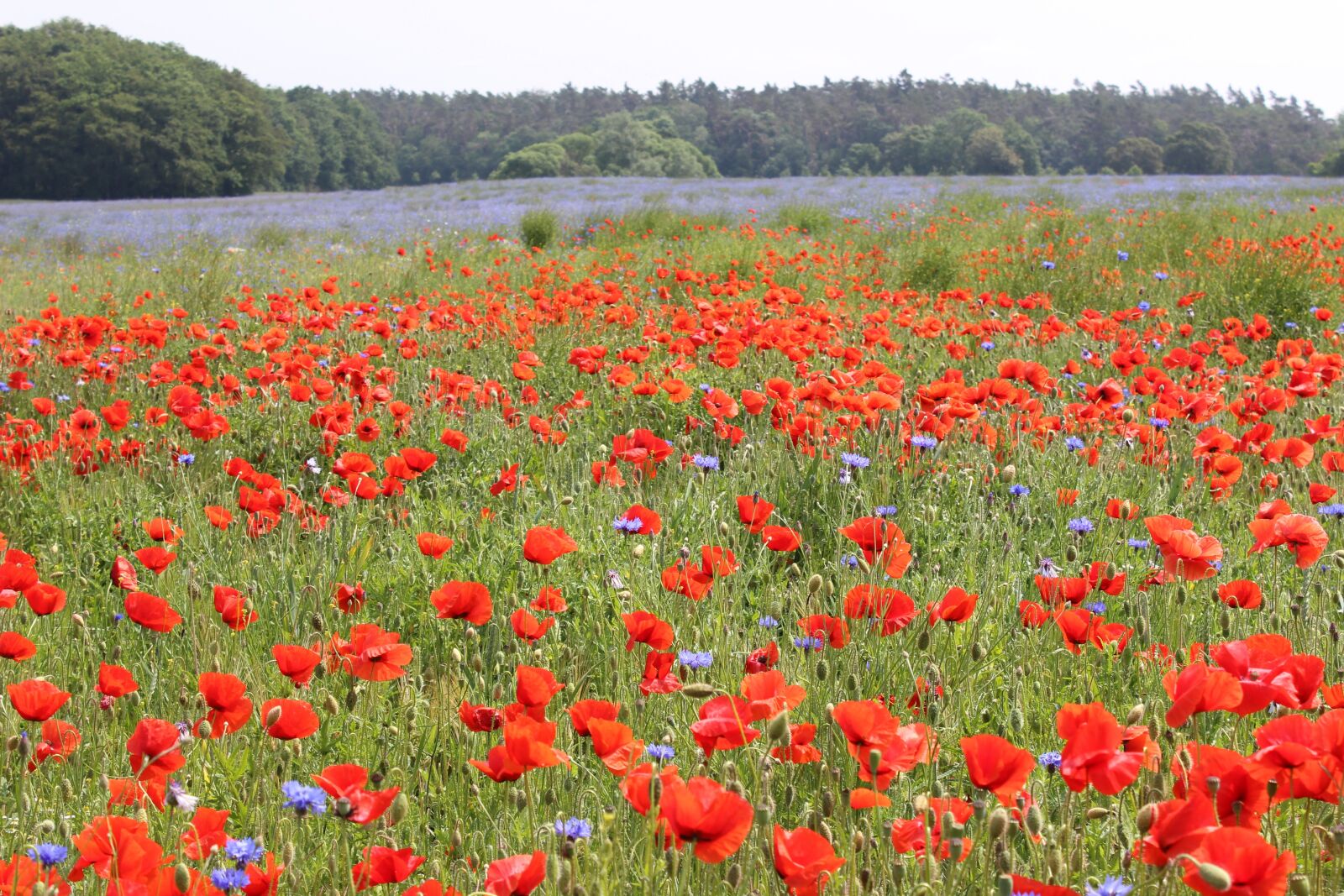 Canon EOS 600D (Rebel EOS T3i / EOS Kiss X5) sample photo. Poppy field, poppies, cornflowers photography