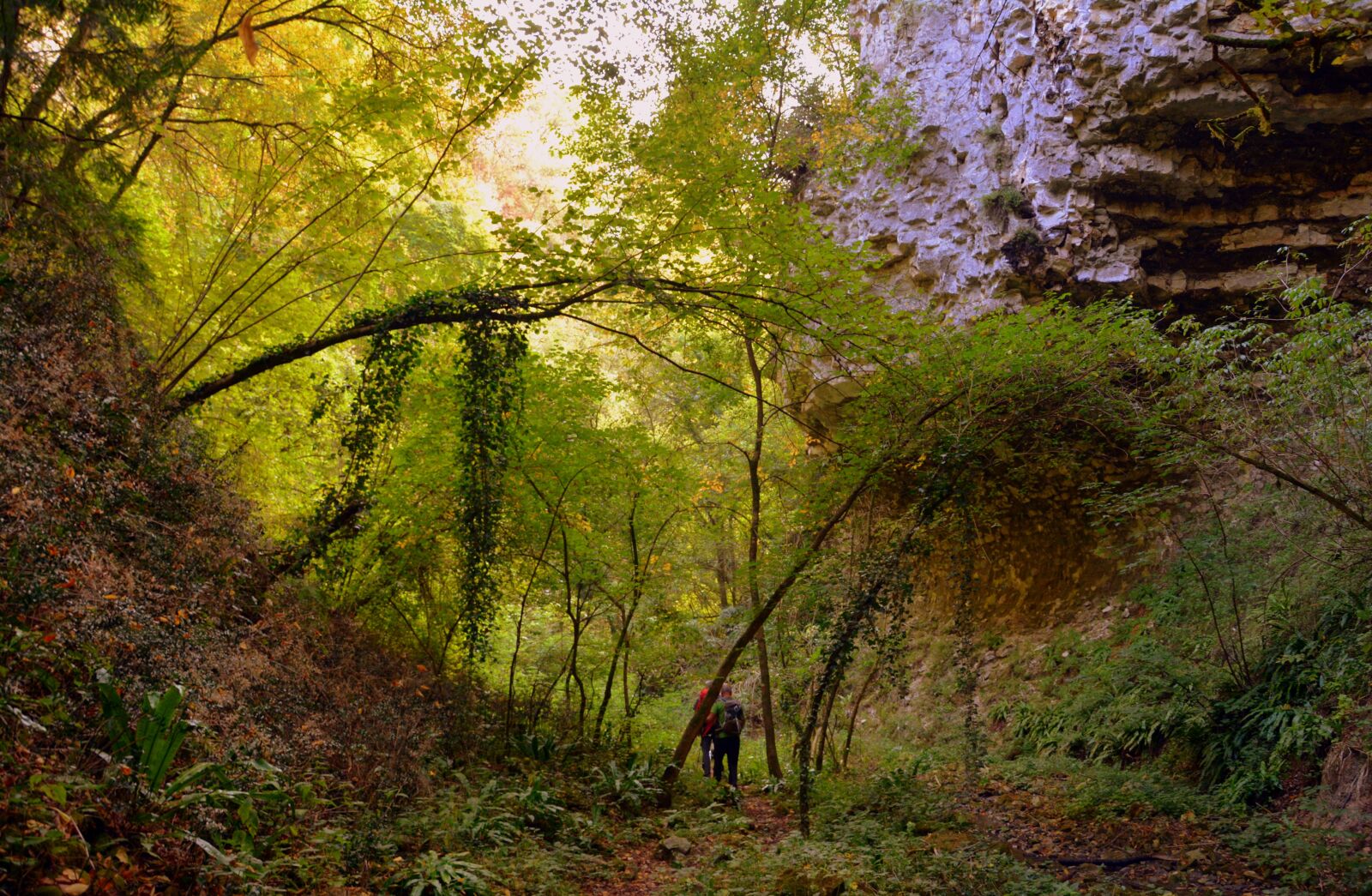 Nikon D7100 sample photo. Excursion, forest, val borago photography