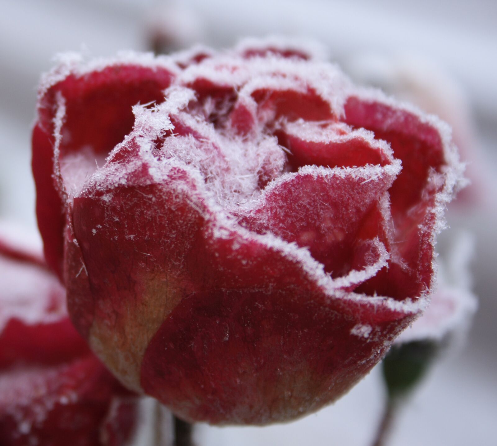 Canon EOS 400D (EOS Digital Rebel XTi / EOS Kiss Digital X) sample photo. Rose, winter, nature photography