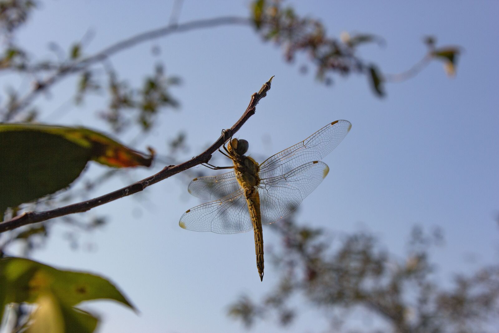 Canon EOS 60D sample photo. Insect, tree, nature photography