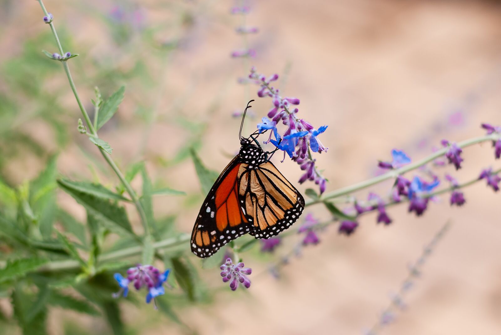 Nikon D3000 sample photo. Butterfly, garden, nature photography