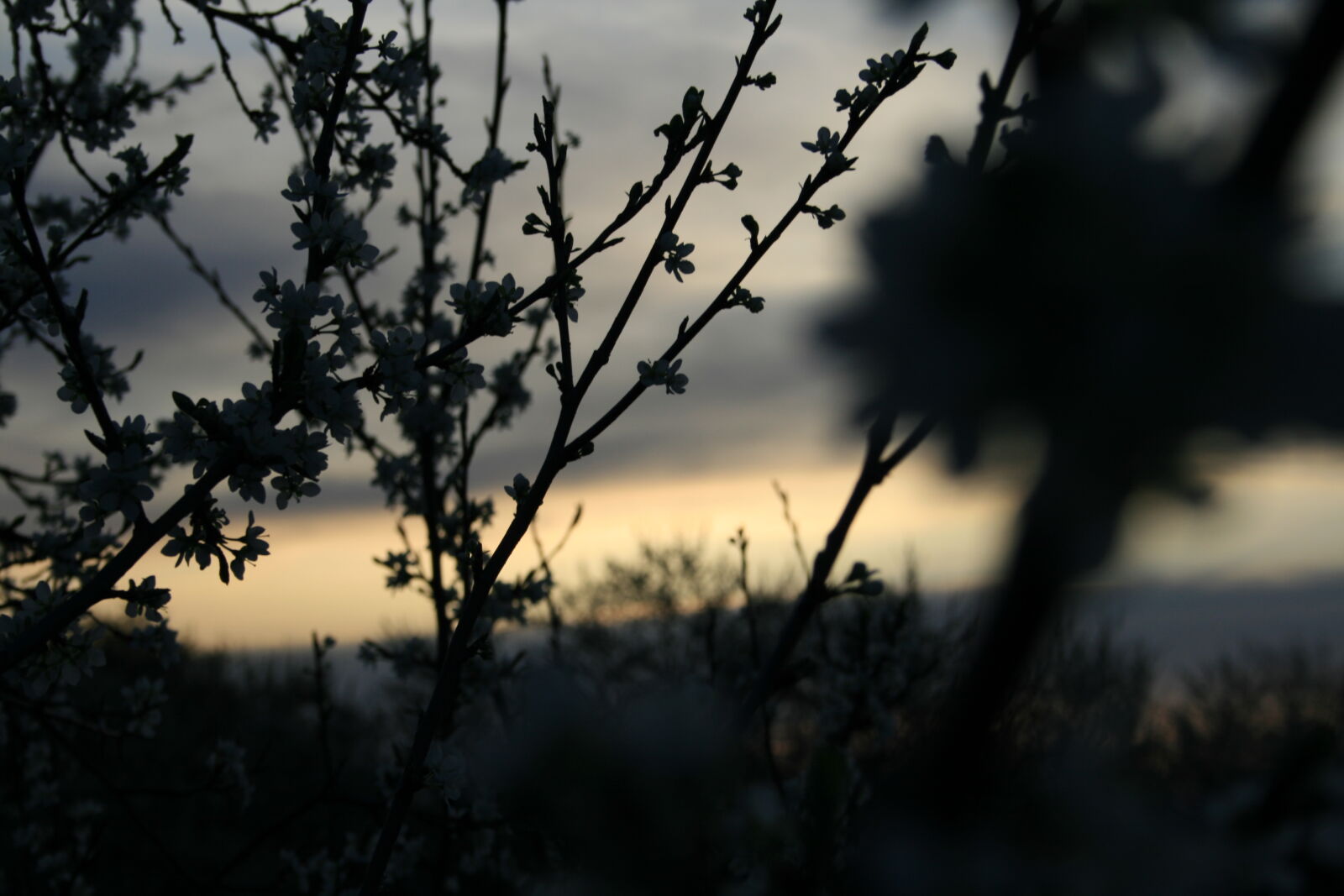 Canon EF-S 18-55mm F3.5-5.6 II sample photo. Silhouette, of, plants, during photography
