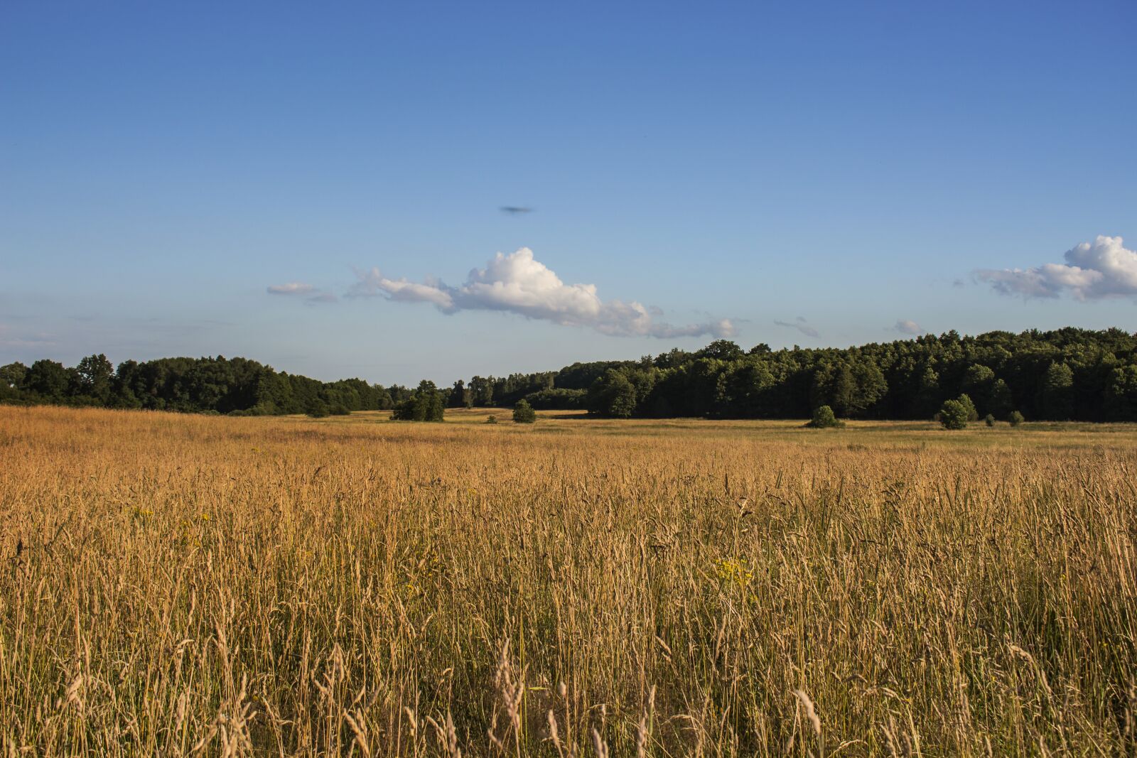 Canon EOS 700D (EOS Rebel T5i / EOS Kiss X7i) sample photo. Landscape, poland, meadow photography