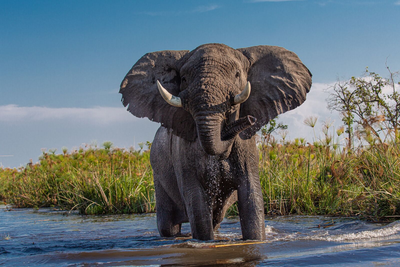 Canon EF 100-400mm F4.5-5.6L IS USM sample photo. African elephant, africa, botswana photography