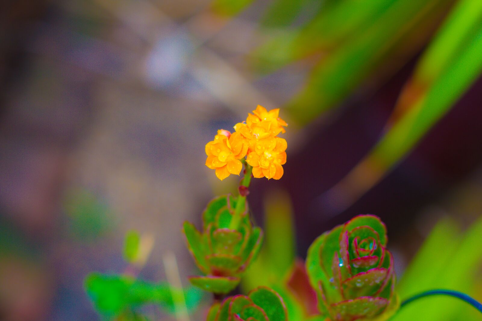 Canon EOS 700D (EOS Rebel T5i / EOS Kiss X7i) + Canon EF 50mm F1.8 STM sample photo. Flowers, yellow, orange photography