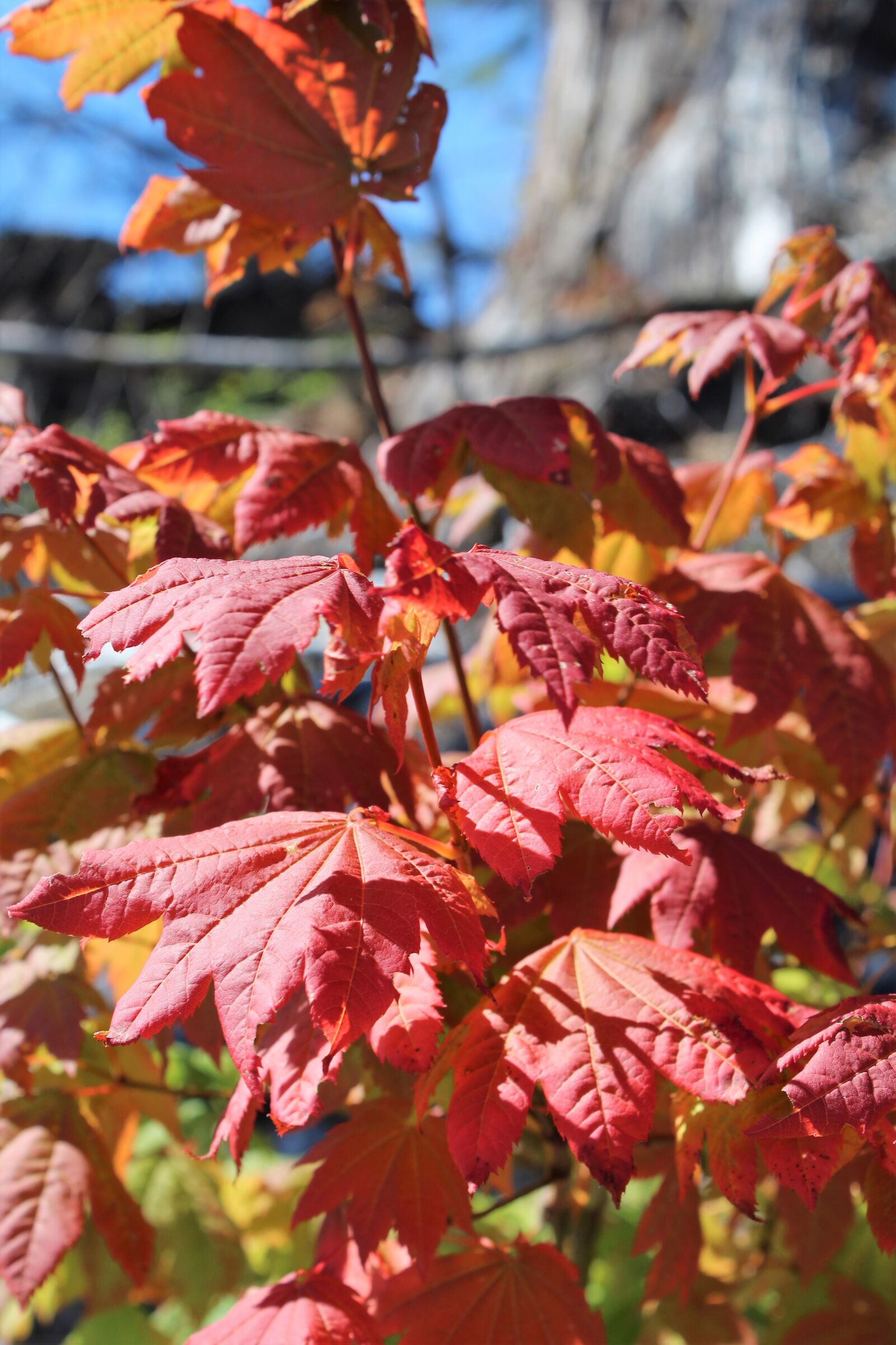 Canon EOS 1300D (EOS Rebel T6 / EOS Kiss X80) sample photo. Maple leaves, fall, autumn photography