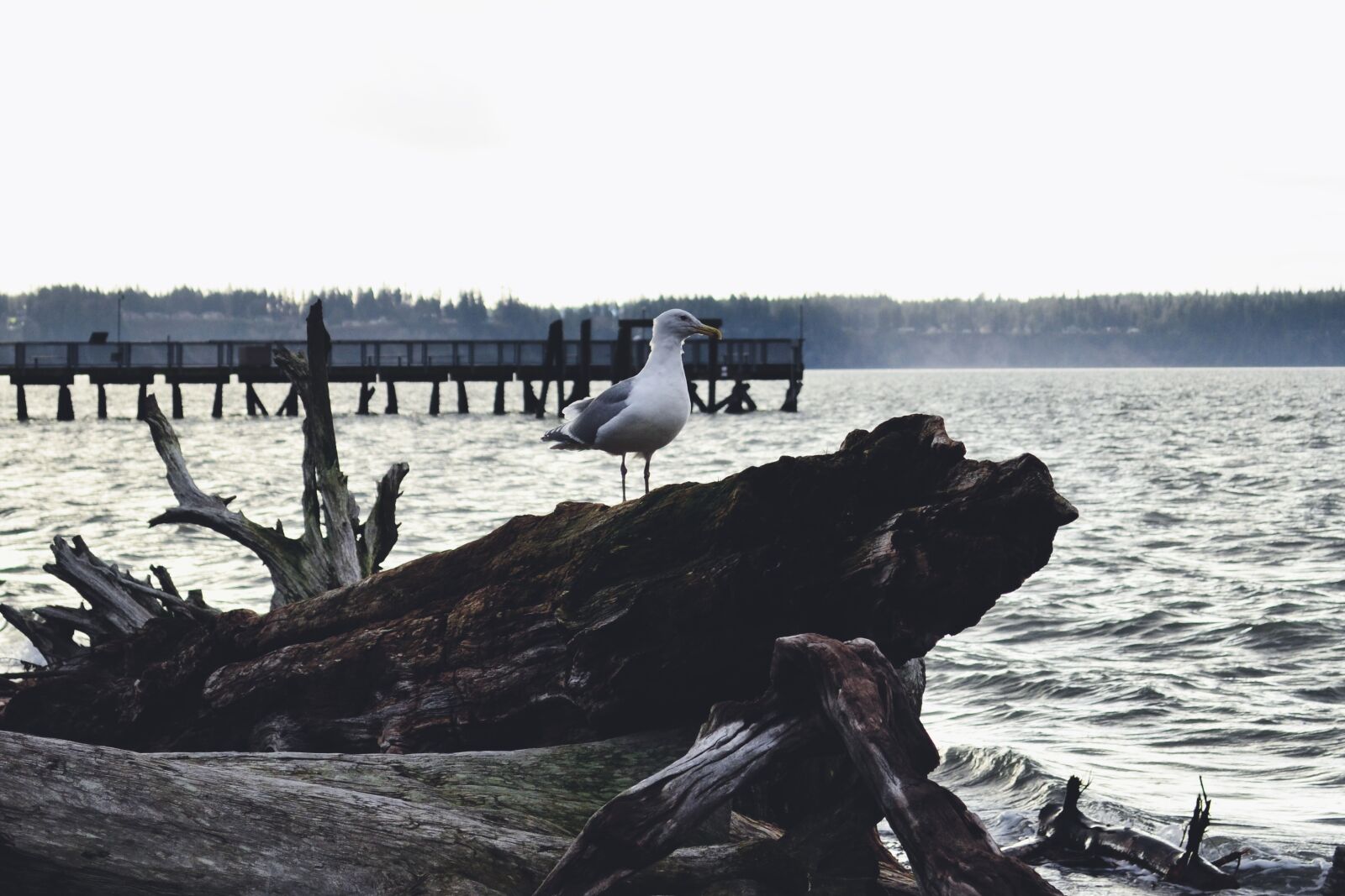 Nikon D5100 sample photo. Seagull, ocean, bird photography