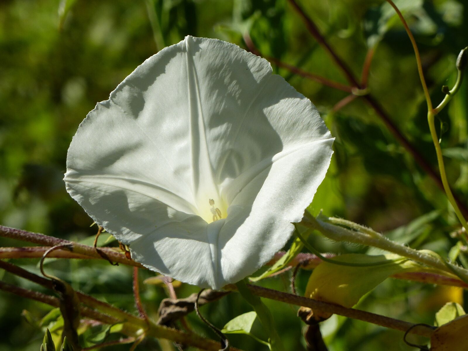 Panasonic Lumix DMC-FZ200 sample photo. Summer flower, tender, plant photography