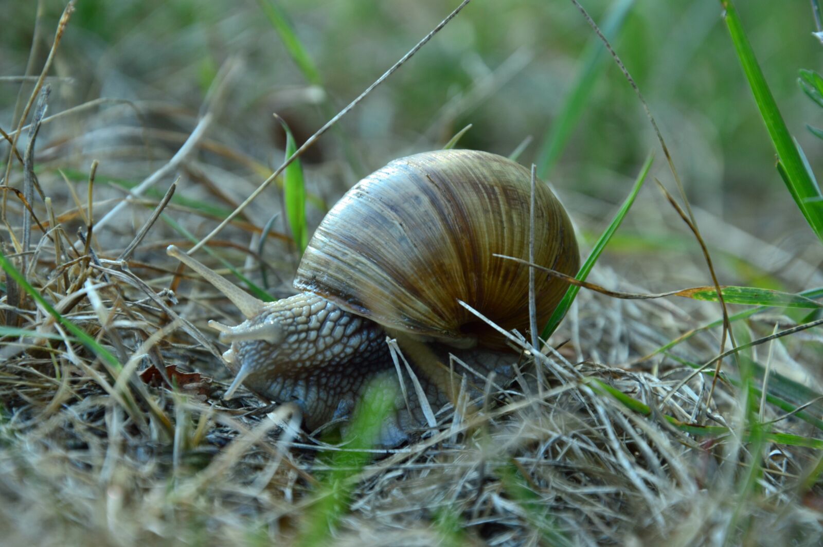 Nikon D3200 sample photo. Spring, snail, grass photography