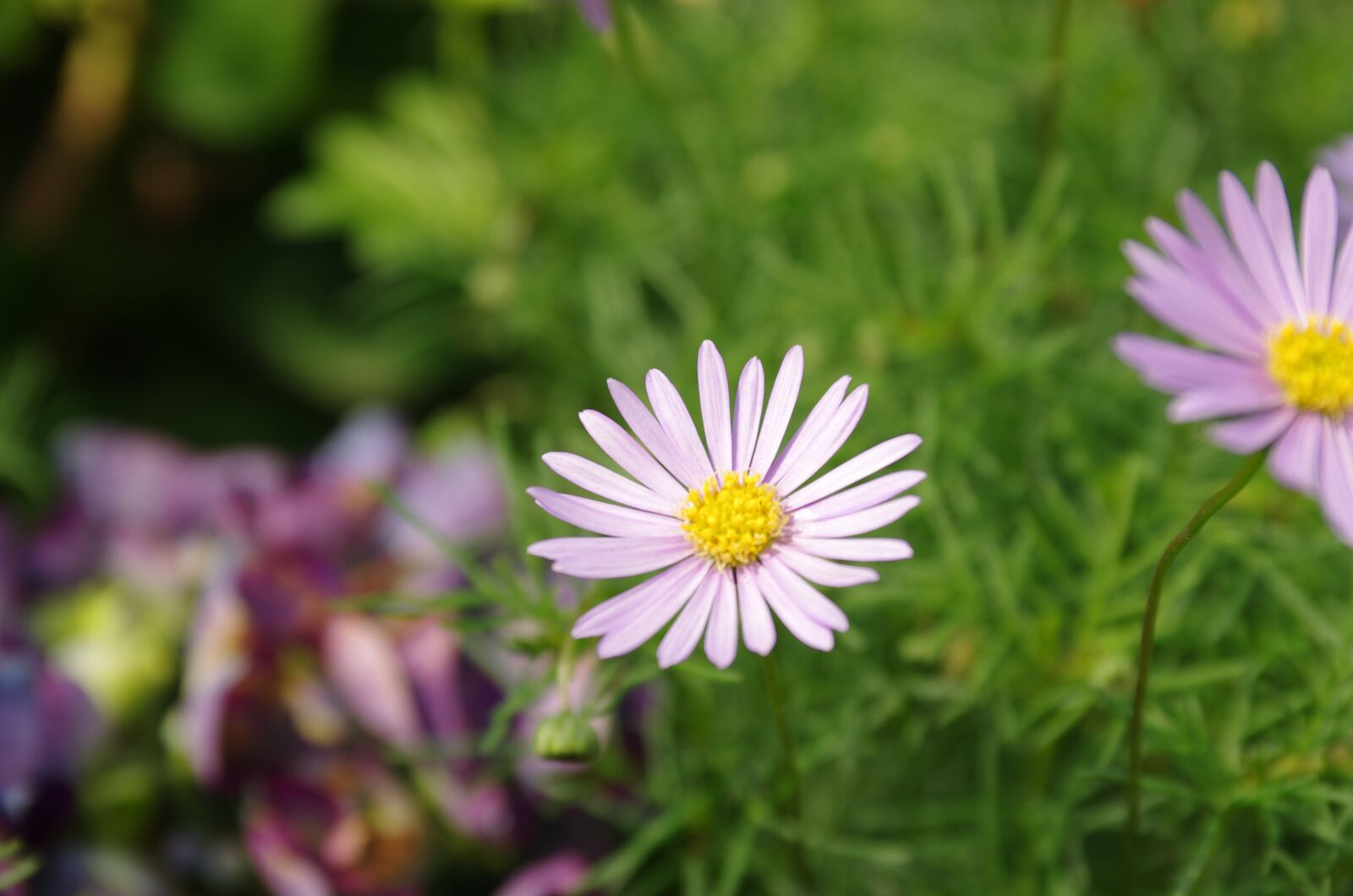 Pentax K-5 sample photo. Flowers, wildflower, nature photography