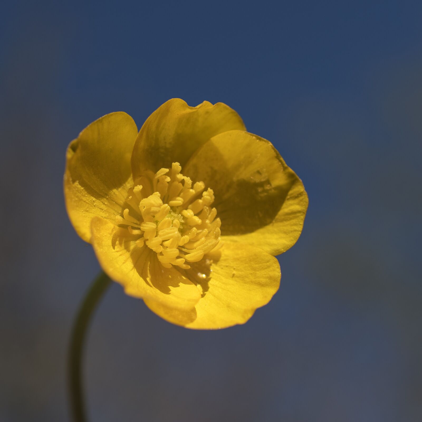 Nikon D5600 sample photo. Flower, yellow, buttercup photography
