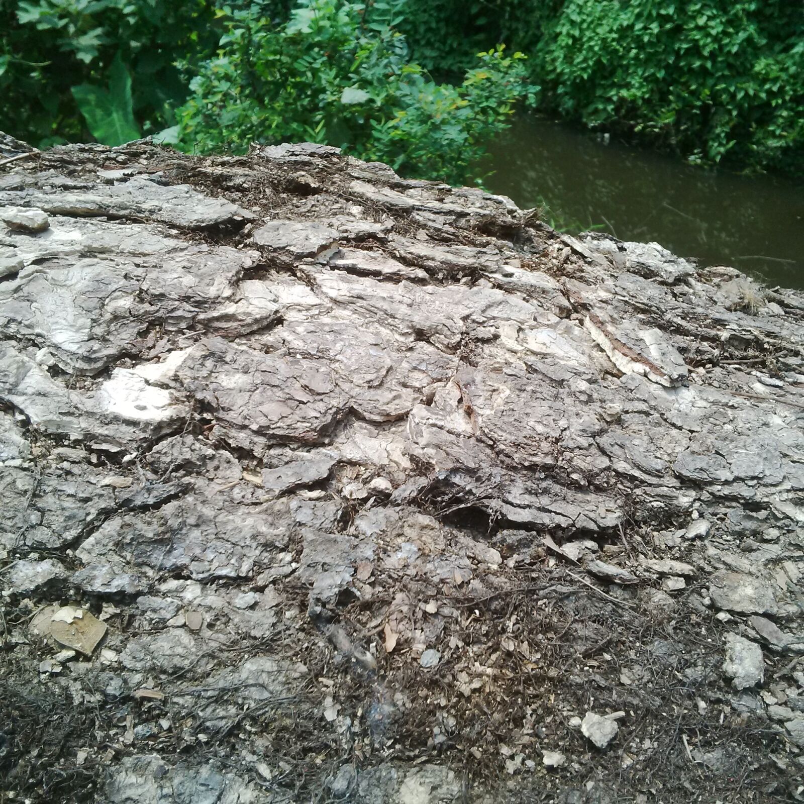 BlackBerry Q5 sample photo. Nature, tree photography