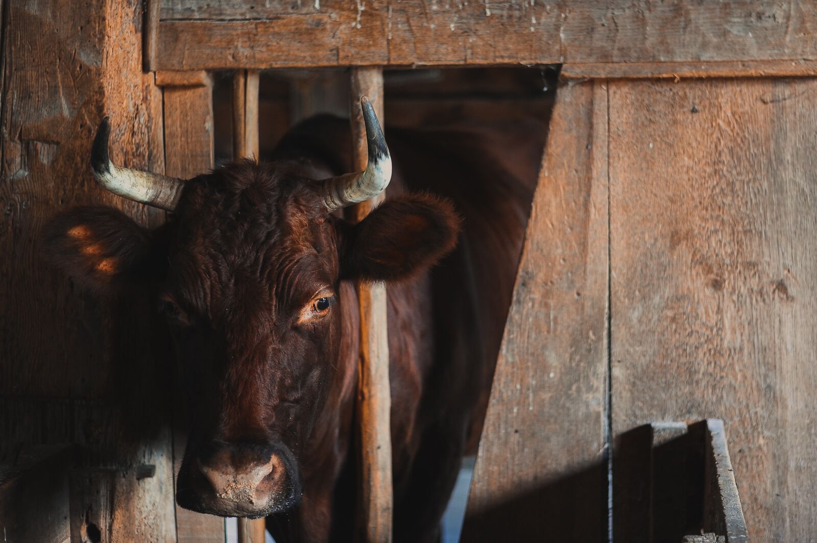 Nikon D700 sample photo. Animal, barn, bull photography