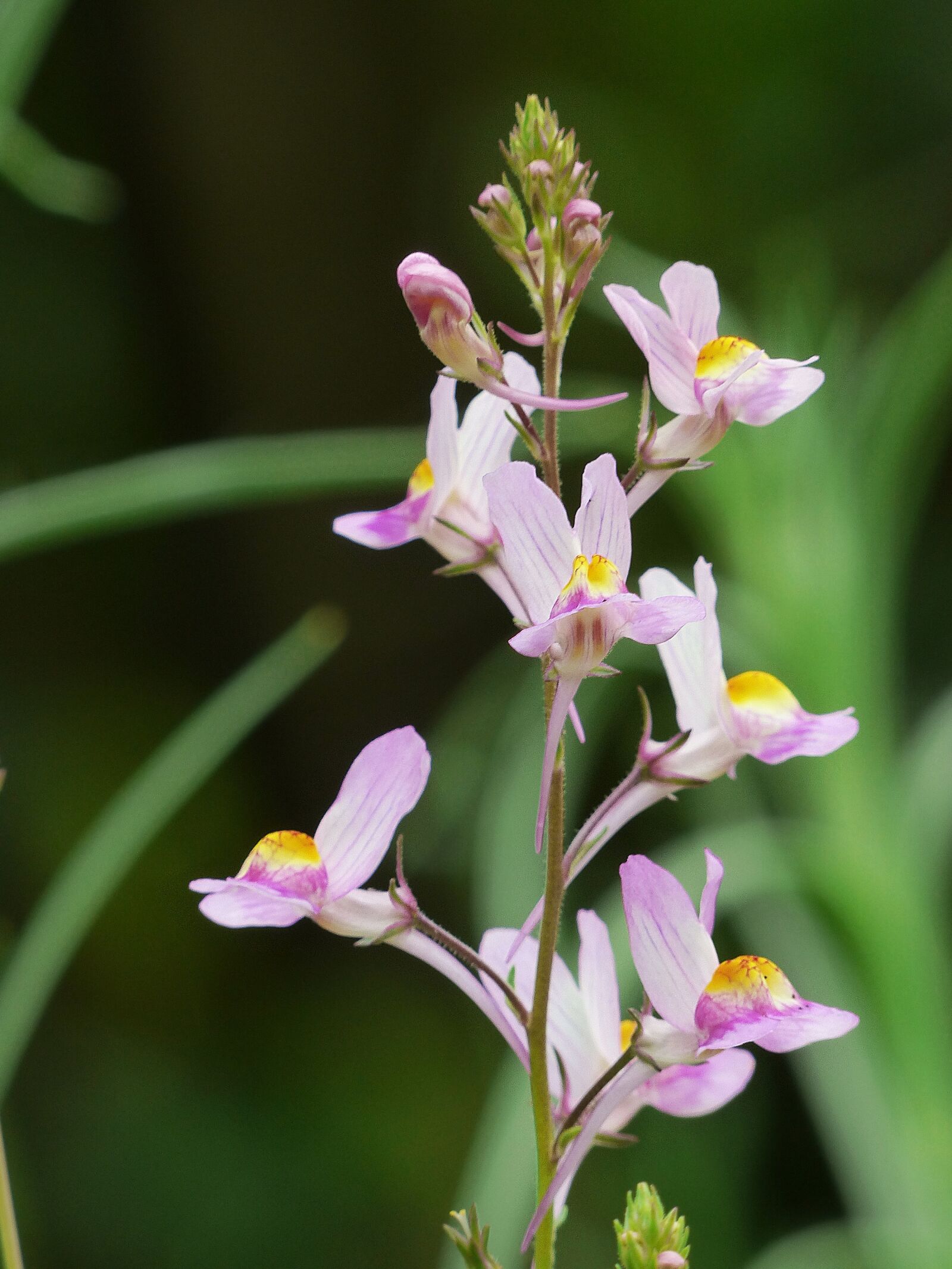 Panasonic Lumix DMC-FZ200 sample photo. Roadside toadflax, summer toadflax photography