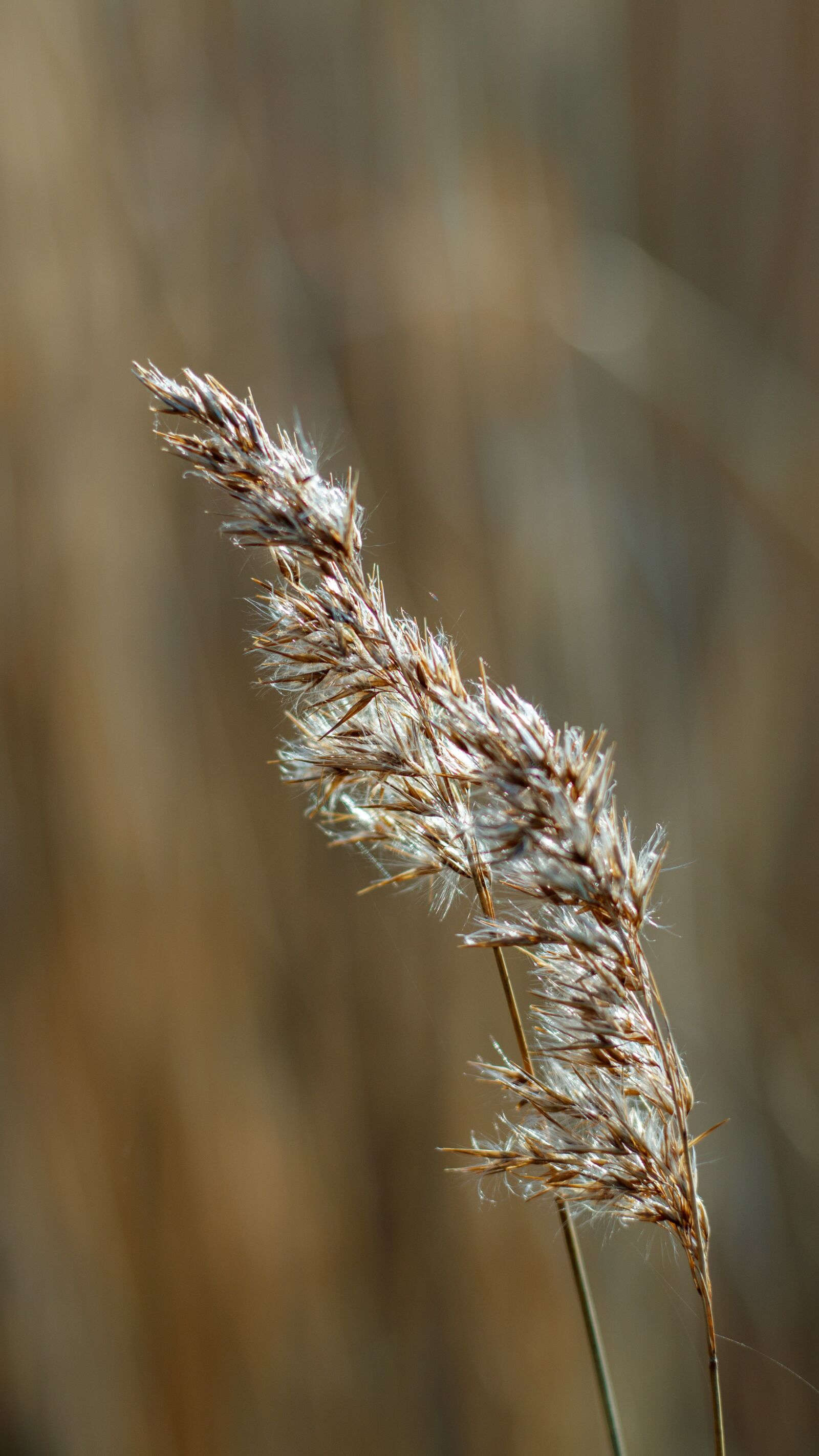 Canon EOS 80D sample photo. Reed, bank, nature photography