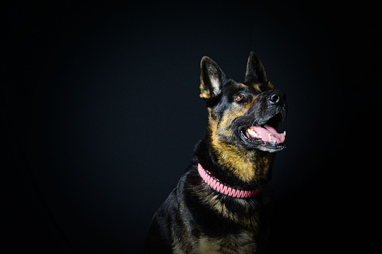 Nikon D5200 sample photo. Dog, pet, animal photography