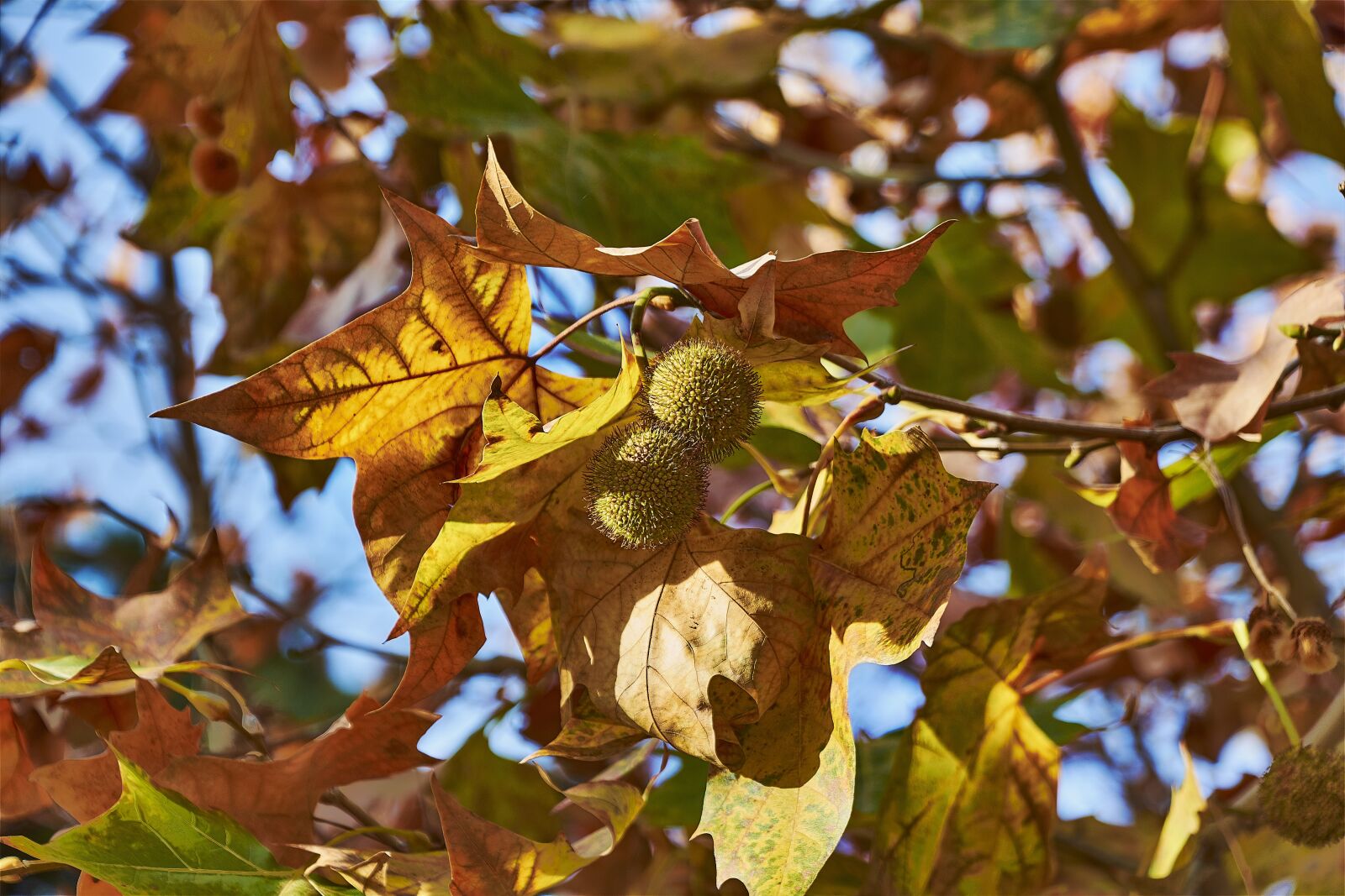 Nikon D7200 sample photo. Tree, leaves, autumn photography