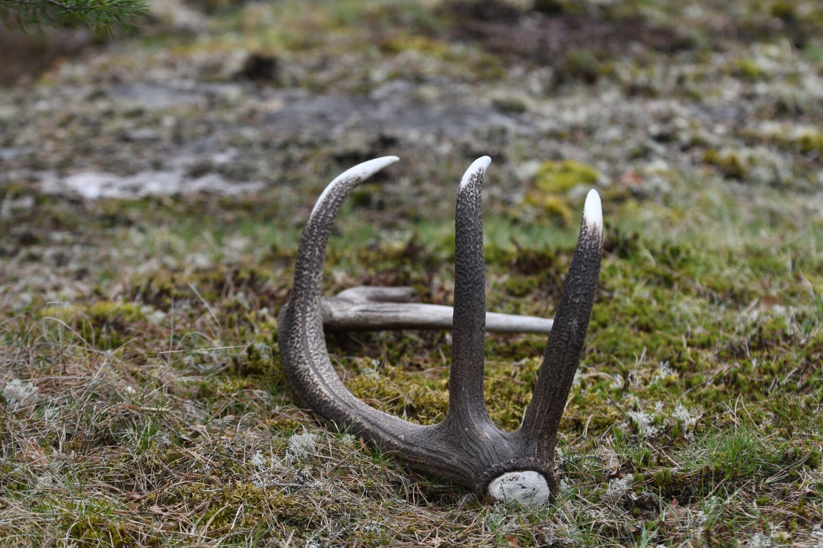 Nikon D7500 sample photo. Nature, outdoor, horn photography