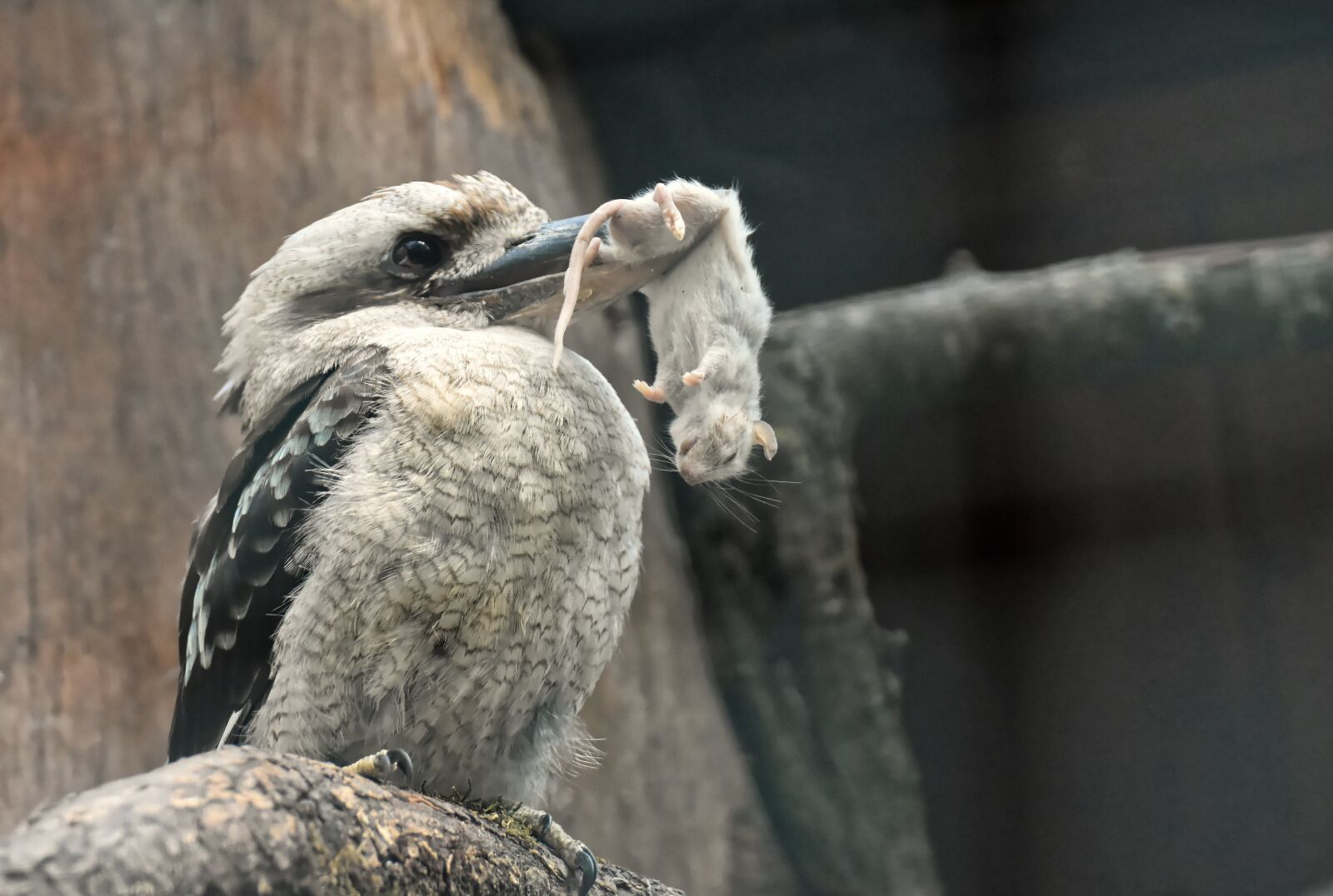 Nikon D7200 sample photo. Lachender hans, kookaburra, jaegerliest photography