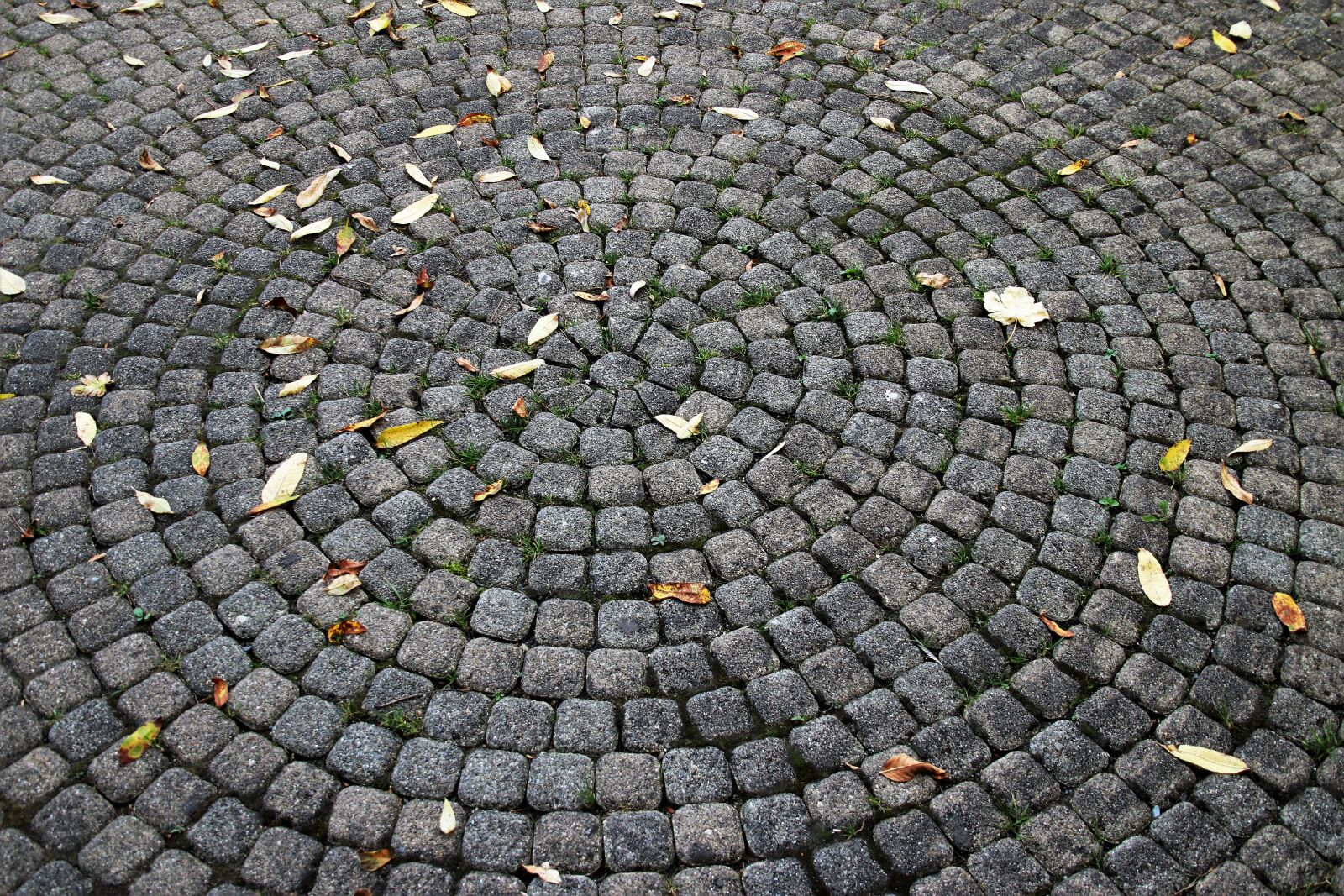 Canon EOS 80D sample photo. Pavers, round, invoice photography