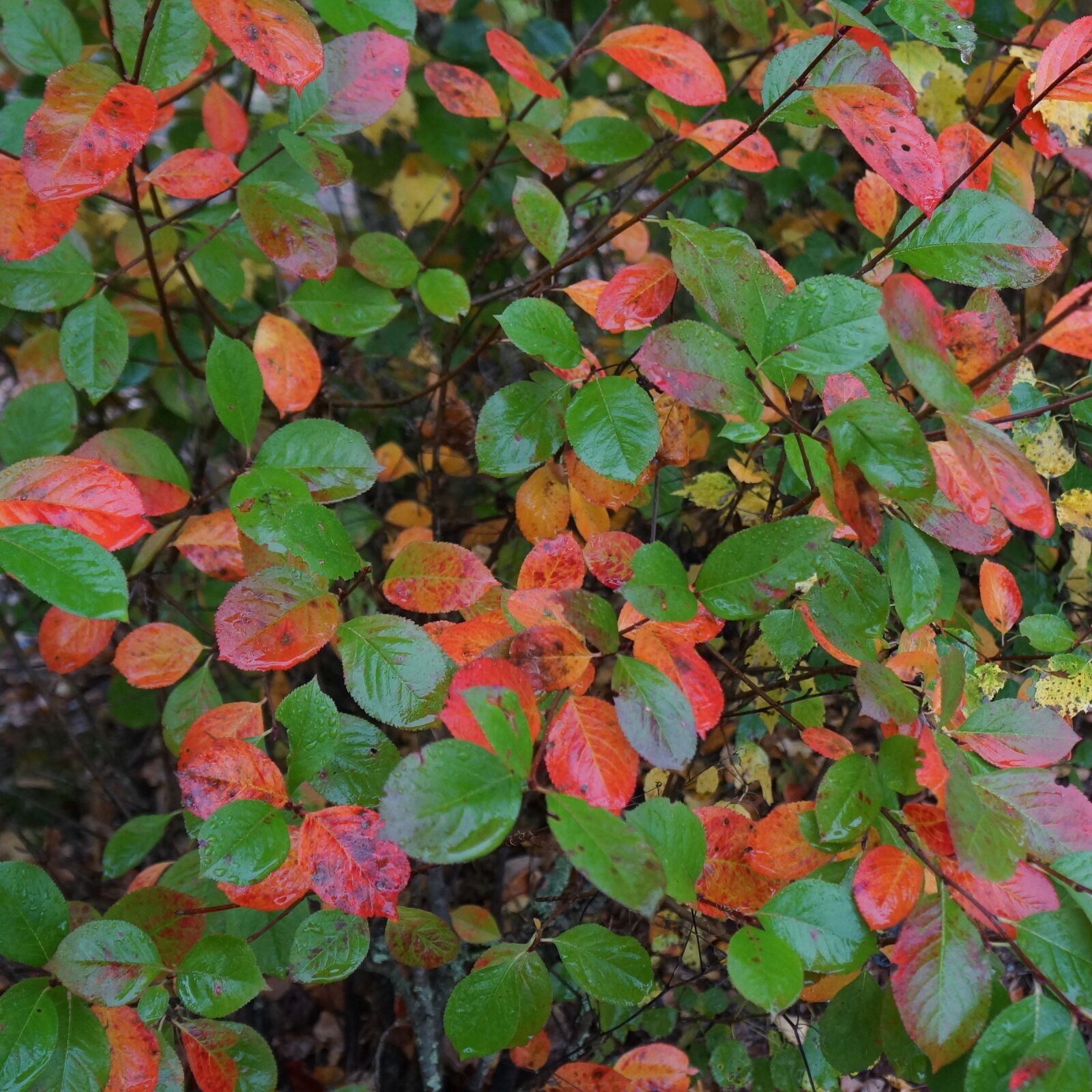 Sony Alpha NEX-7 sample photo. Autumn, riot of color photography